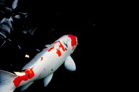 Nishikigoi under waterの写真素材