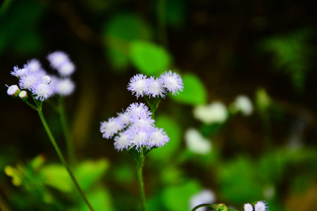 flower pictureの写真素材