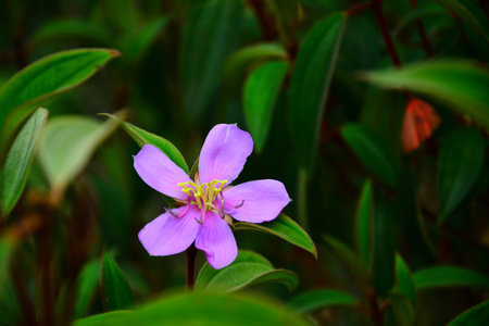 flower pictureの写真素材