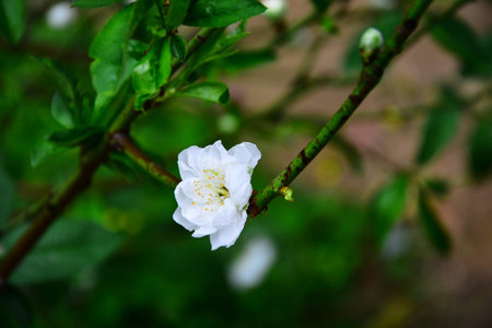 Peach blossomの写真素材
