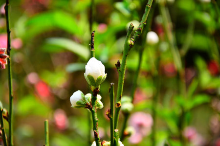 Peach blossomの写真素材
