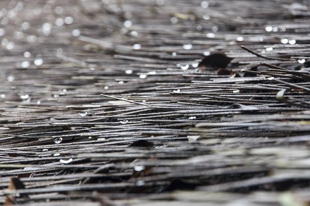 Wooden Textureの写真素材