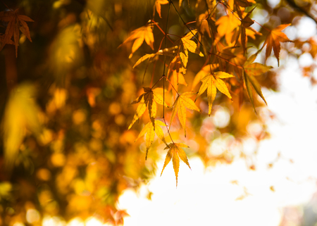 Close up on maple leaves on tree