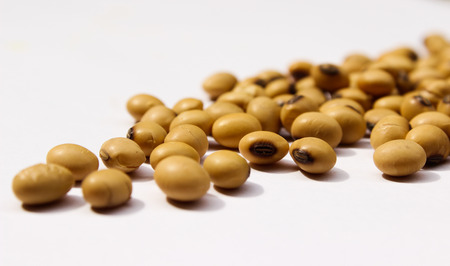 The soybean on white backgroundの写真素材