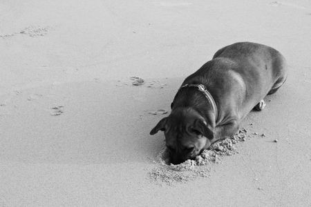 Dog Digging the Sand at The Beachの写真素材