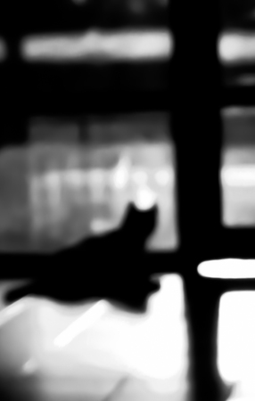 Abstract of Black, White and Cat Shadow