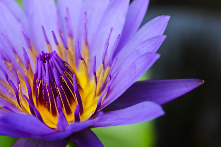 Purple Lotusの写真素材