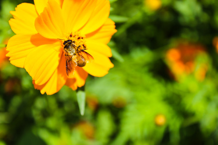 The Bee Stay On the yellow Flowerの写真素材