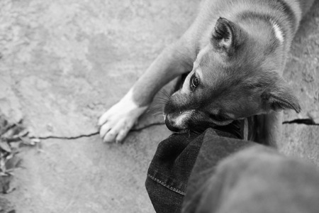 The Puppy is Biting My Shoeの写真素材