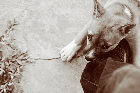 The Puppy is Biting My Shoeの写真素材