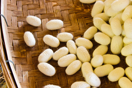 The Cocoon in Flat Basketの写真素材