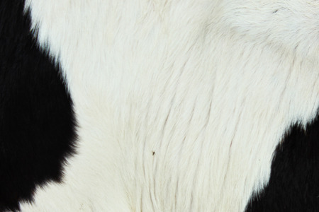 Close Up Black and White Cow Fur Backgroundの写真素材