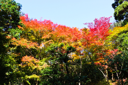Colorful Autumn Leaves, Kyoto, Japan