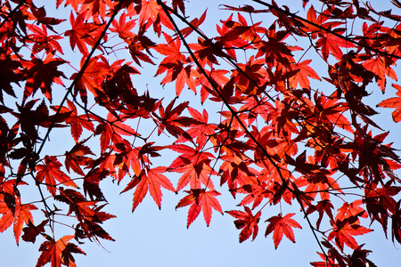 Colorful Autumn Leaves with Blue Sky, Japanの写真素材