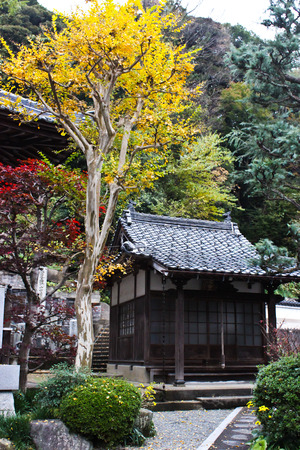 Colorful Autumn Leaves, Japanの写真素材