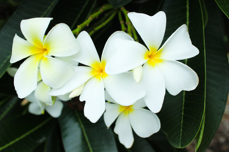 The White Plumeria with Leavesの写真素材