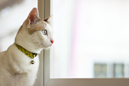 The three legs cat is watching something  out of the windowの写真素材
