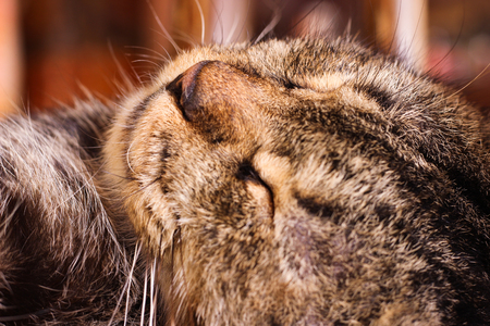 Close up cat face when he was in deep sleepの写真素材