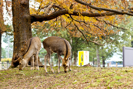 The deers at Nara Park in autumn, Nara, Japanの写真素材