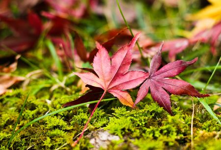 The fallen red maple leaves on the grassの写真素材