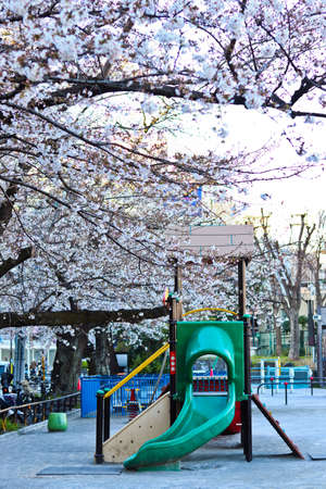 The green slide in the playground with cherry blossom (Sakura) treeの写真素材