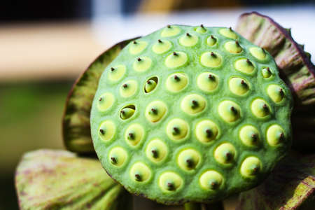 Close up green lotus seedの写真素材
