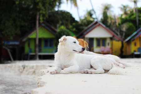 The white dog and his friend on the beach