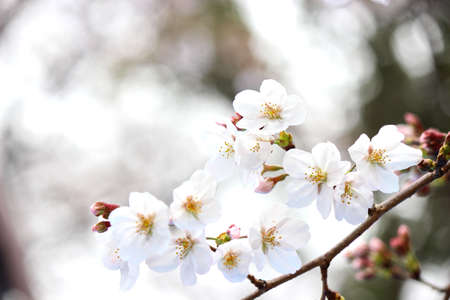 The beautiful sakura (cherry blossom) bloom in the garden