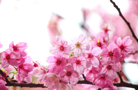 The beautiful sakura (cherry blossom) bloom in the gardenの写真素材