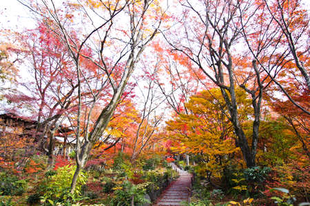 The Colorful Autumn Leaves, Kyoto, Japanの写真素材