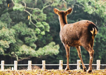 The deer at Nara Park in autumn, Nara, Japanの写真素材