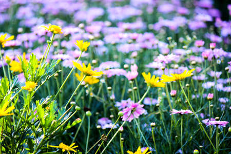Small yellow and pink flower in the gardenの写真素材