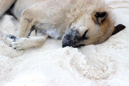 The brown dog sleep on the beachの写真素材