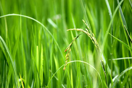 Ear of rice with soft focus of green paddy field in the backgroundの写真素材
