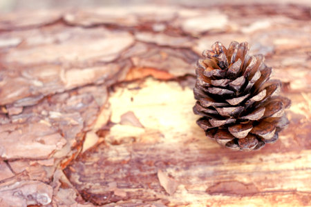 Pine cone with soft focus of log in the background