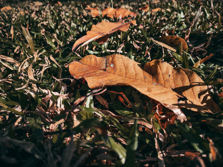 <p>Fallen dry leaves on the grass</p>の写真素材