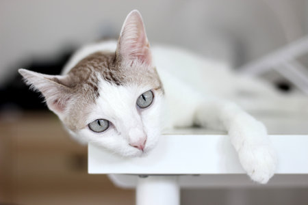The cat lay on the table