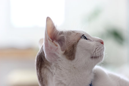 Portrait of cat, focused on the eyeの写真素材