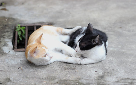 Two kittens lay on the floorの写真素材