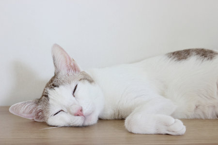 The cat sleep on the wooden table in white wall room