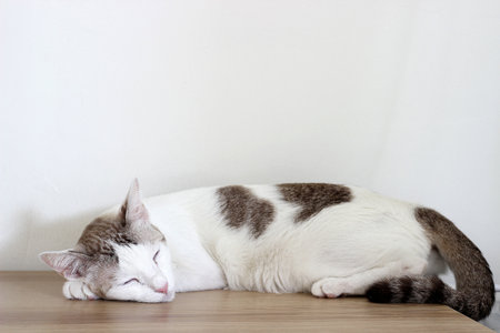 The cat sleep on the wooden table in white wall room