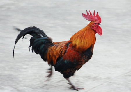 rooster at the hillsideの写真素材