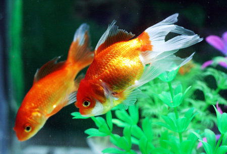 Red goldfishの写真素材