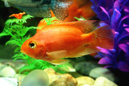 Red parrot fish