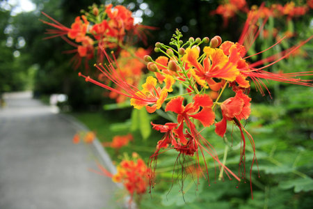 Red flowersの写真素材