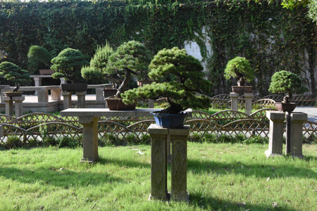 Bonsai plants in a gardenの写真素材