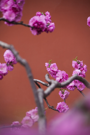 blossom in The Summer Palace in springの写真素材