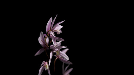 orchidの写真素材