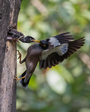 A starling feeding its two kids who are in a tree trunkの写真素材