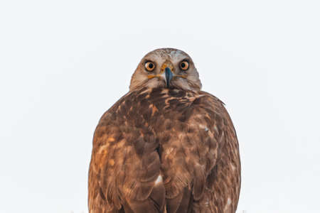 Long Leg buzzard a closer lookの写真素材